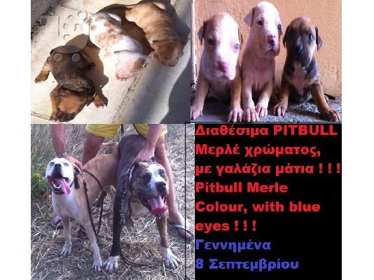 PoulaTo: Πωλούνται Pitbull-Μερλέ 200 Ευρώ. Ευκαιρία